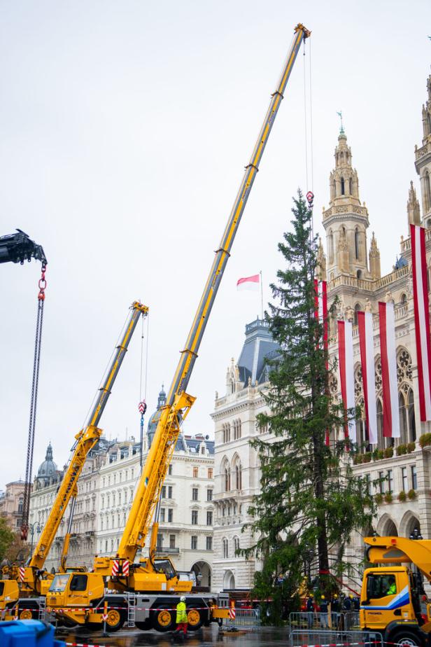 Die Hassliebe zum Weihnachtsbaum am Rathausplatz