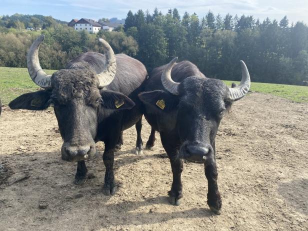 Nahaufnahme von zwei Büffeln