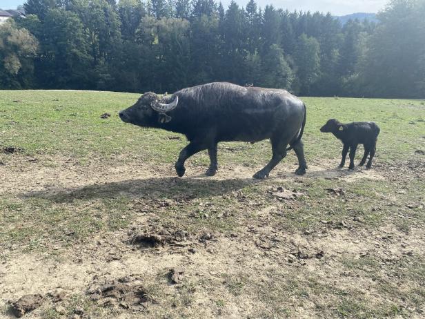 Ein Muttertier und ein Büffelkalb