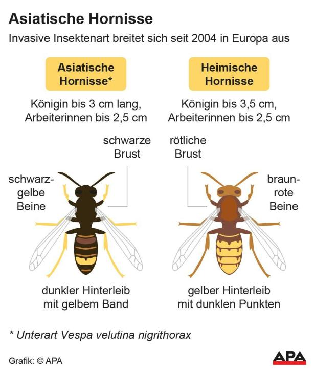 Invasive Insektenart: Asiatische Hornisse