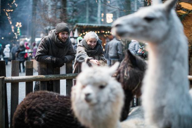 Ein Mann und eine Frau füttern Alpakas auf einem Weihnachtsmarkt.