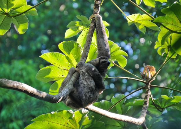 Rundreise durch Costa Rica: Die Tropenwunder entdecken