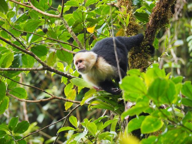 Rundreise durch Costa Rica: Die Tropenwunder entdecken