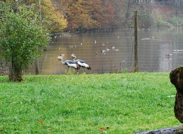 NÖ: Vogelgrippevirus raffte Kronenkranich in Zoo dahin