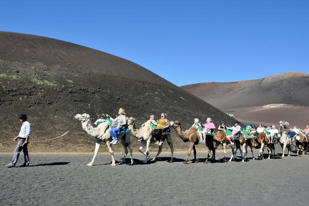 Eine Gruppe Touristen reitet auf Dromedaren durch eine vulkanische Landschaft.