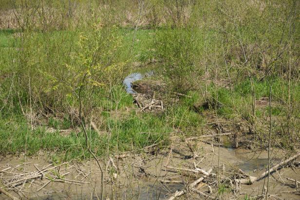 Die Schildkröten kehren ins Burgenland zurück