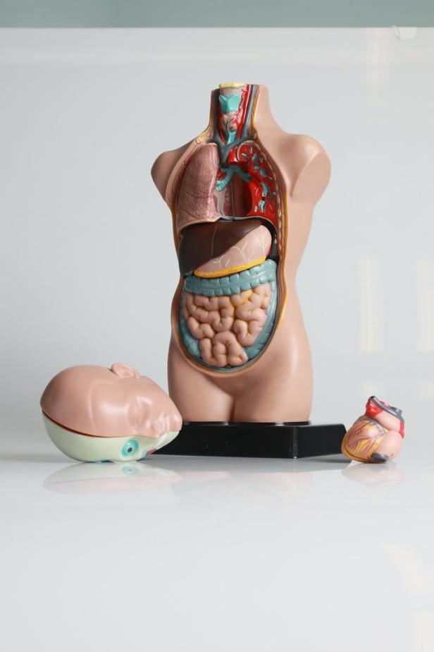 Eine Darstellung der inneren Organe des Menschen.