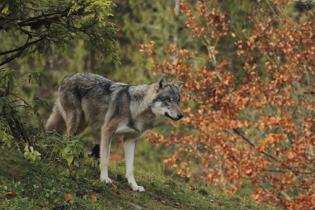 Wanderer setzen Notrufe ab: Die Angst vorm bösen „Wolf“