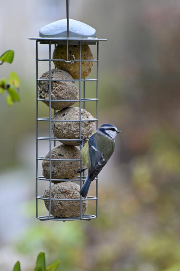 Vogelsichere Futterstelle im Garten