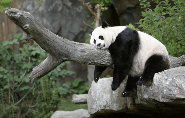 Wie China mit seinen Pandas Politik macht