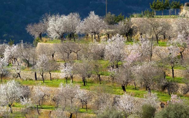 Hierhin sollten Sie im Frühling reisen