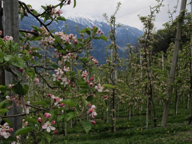 Hierhin sollten Sie im Frühling reisen