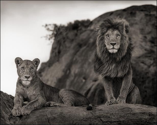 Ein Löwe und eine Löwin ruhen auf einem Felsen.