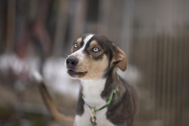 Ein braun-weißer Hund mit blauen Augen und einem grünen Halsband schaut nach oben.