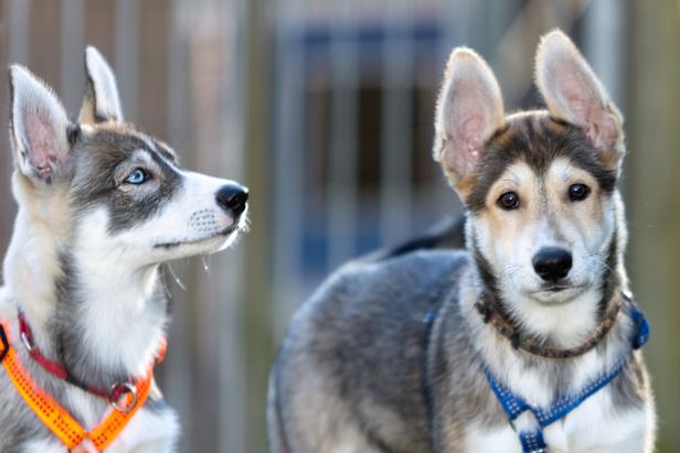 Zwei Husky-Welpen, einer mit blauen Augen, schauen aufmerksam in verschiedene Richtungen.