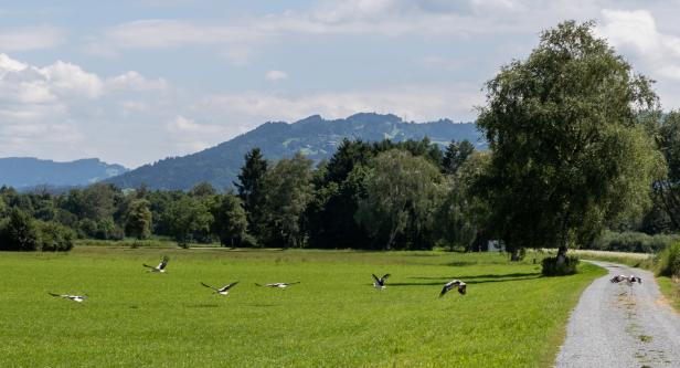 Volksbefragung zur S18: Schnellstraße spaltet Lustenau