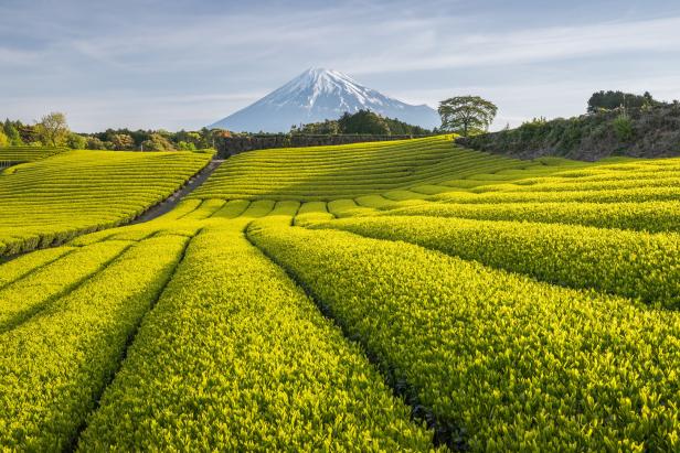 Grüne Teefelder vor dem Fuji
