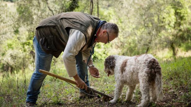 Ein Mann sucht mit einem Lagotto Romagnolo Trüffel in einem Wald.
