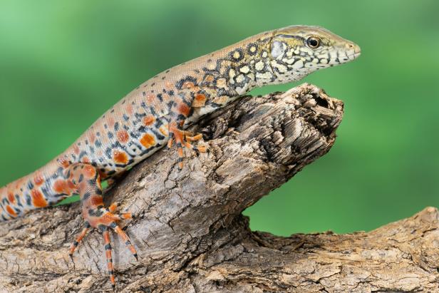 Krokodilschwanzteju in Schönbrunn nachgezüchtet