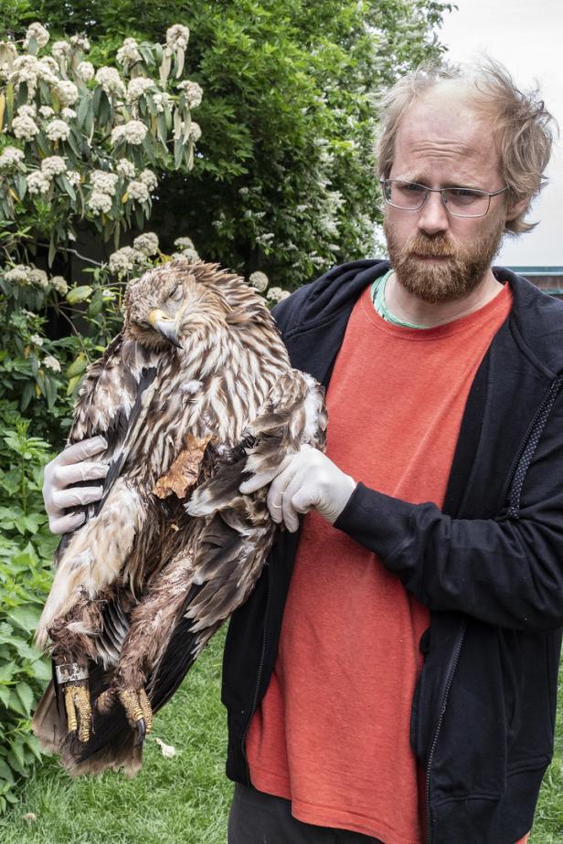 Ein Mann mit Bart hält einen verletzten Adler in seinen Armen.