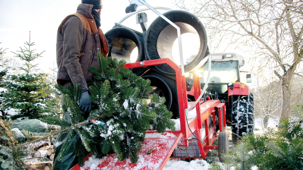 Christbaumsaison 2024: Auf die Herkunft kommt es an