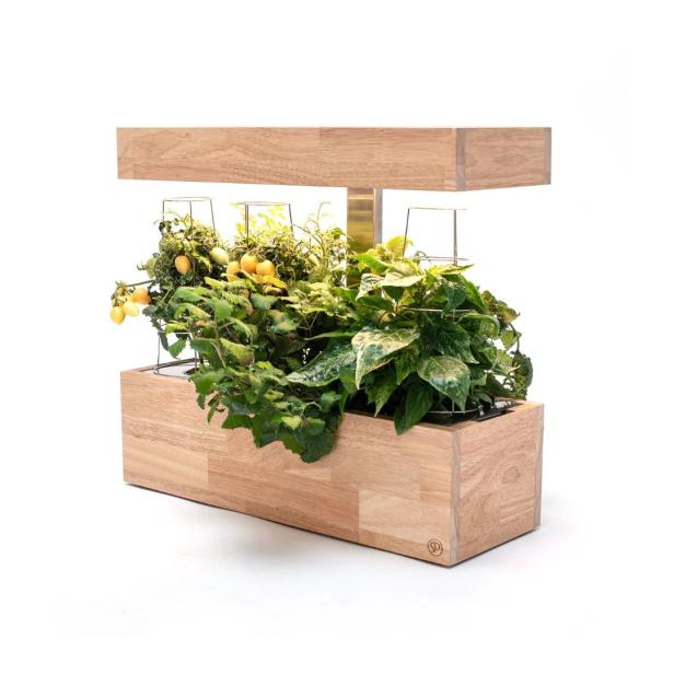 Ein Indoor-Kräutergarten mit Tomatenpflanzen.