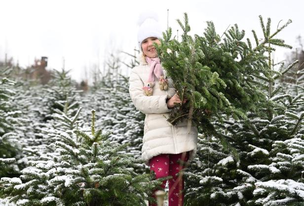 Ein Mädchen trägt einen Weihnachtsbaum durch eine verschneite Baumschule.