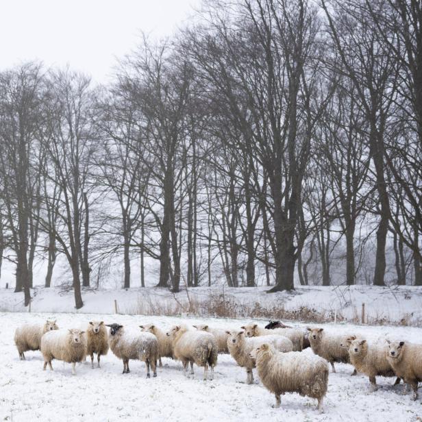Eine Herde Schafe steht im Schnee vor einem Wald.