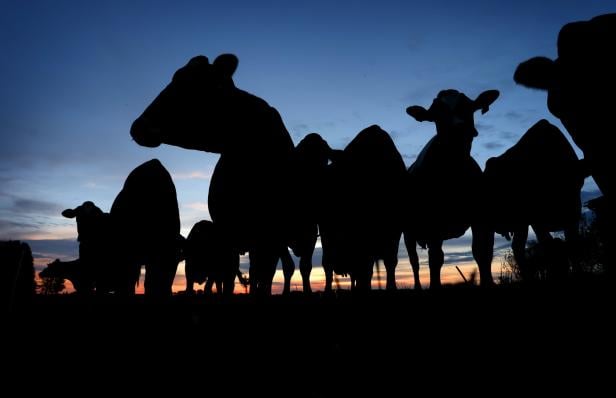 Eine Gruppe Kühe steht im Gegenlicht der Abenddämmerung.