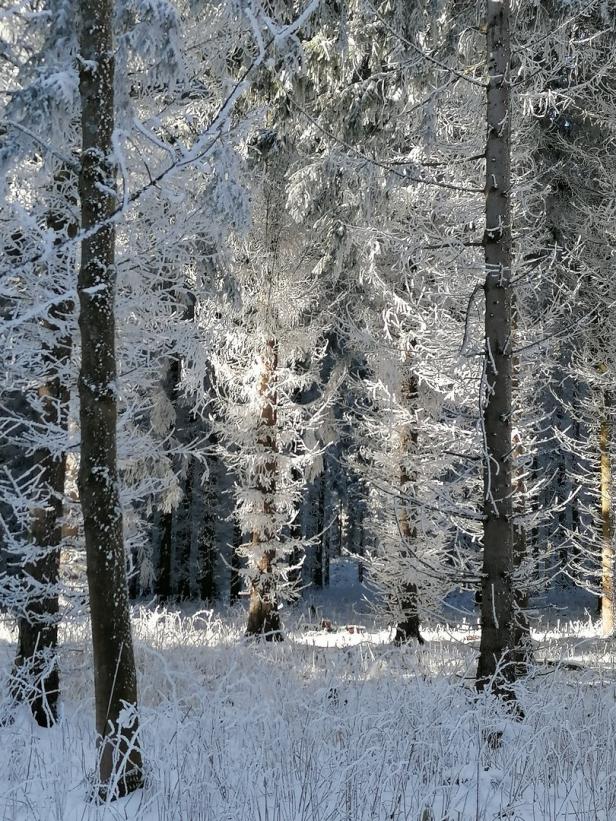 Wald im Schnee, Winterlandschaft am Jauerling