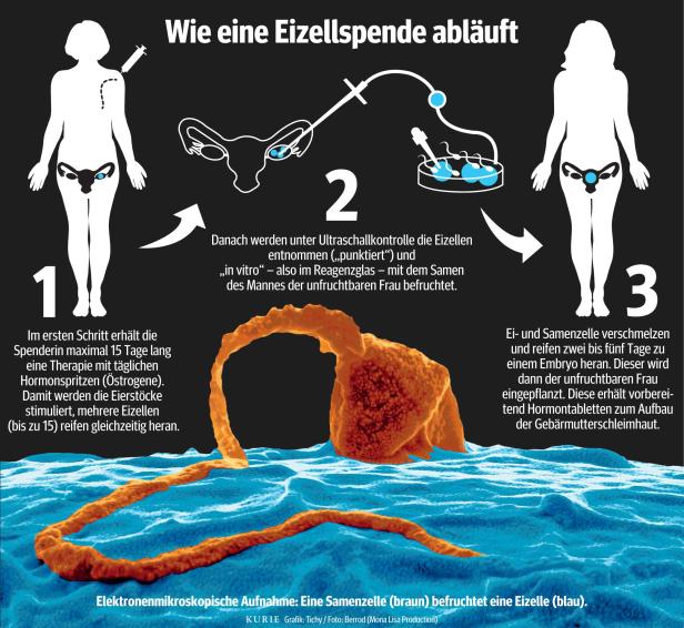 Eizell- und Samenspende bleiben tabu