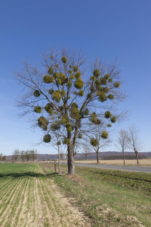 Ein von zahlreichen Mistelkugeln befallener Baum auf einem Feld