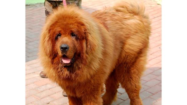 1,4 Millionen Euro für Tibet-Mastiff
