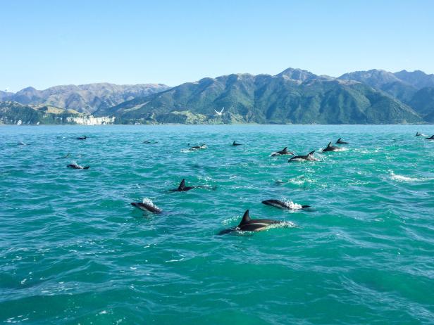 Eine Gruppe von Delfinen schwimmt im türkisfarbenen Wasser vor einer bergigen Küstenlandschaft.