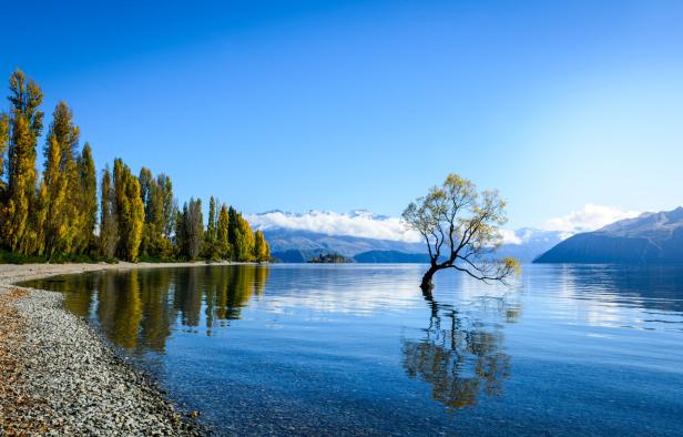 Ein Baum steht im Wasser des Lake Wanaka in Neuseeland.