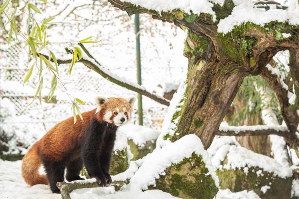 Tierisch winterlich in oberösterreichischen Zoos