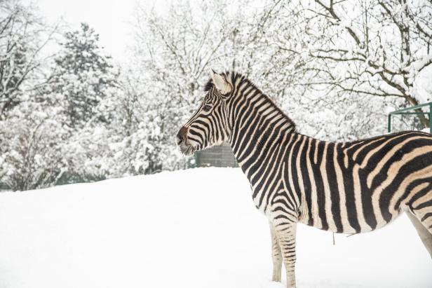 Tierisch winterlich in oberösterreichischen Zoos