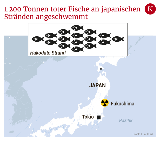 1.200 Tonnen tote Fische: Rätselhaftes Massensterben vor Japans Küsten