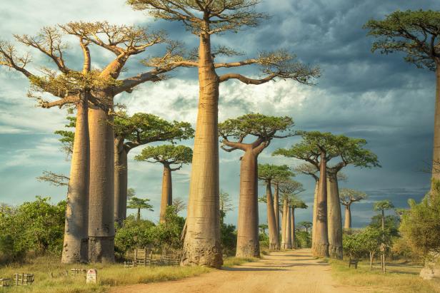 Eine Straße gesäumt von Baobab-Bäumen unter einem bewölkten Himmel.