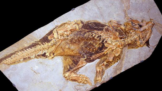 Fossil eines kleinen Dinosauriers in Stein eingebettet.