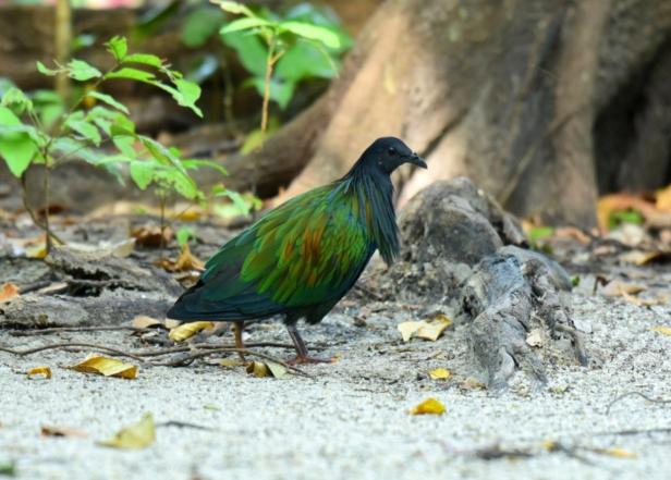 Dodo und Mammut sollen zurück aus dem Jenseits geholt werden