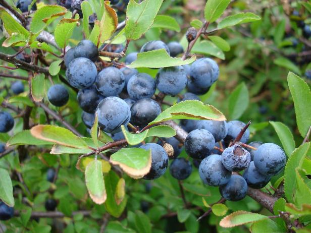 Schlehenbeeren reifen an einem Strauch mit grünen Blättern.