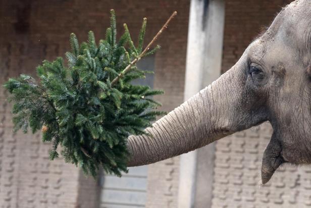 Berlin Zoological Garden's animals receives leftover Christmas trees