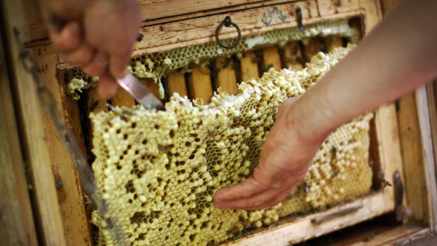 Ein Imker inspiziert eine Bienenwabe in einem hölzernen Bienenstock.