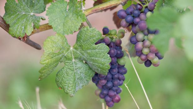 Italien ist wieder größter Weinproduzent der Welt