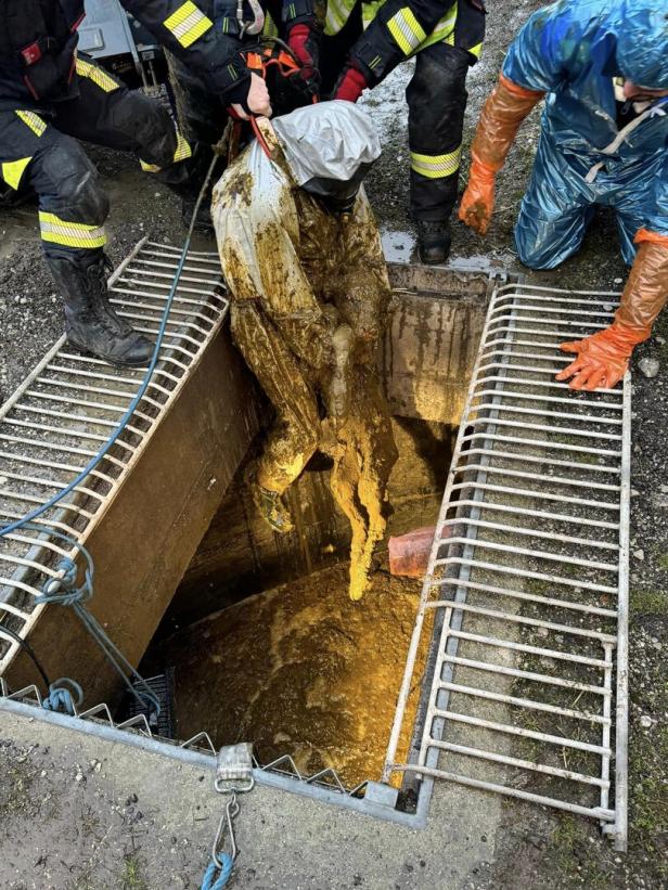 NÖ: Feuerwehrmann rettete Kälbchen aus Jauchegrube