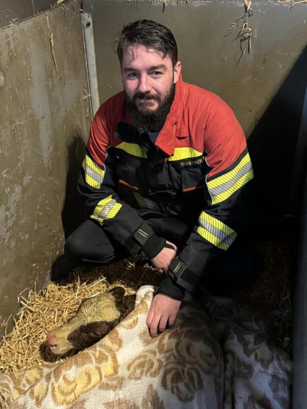 NÖ: Feuerwehrmann rettete Kälbchen aus Jauchegrube