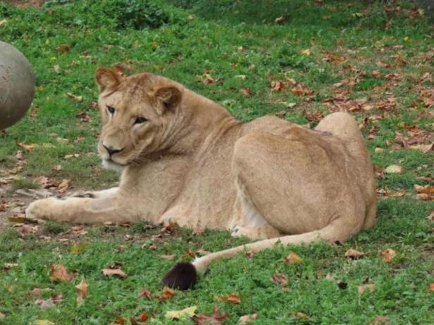 Zwei Löwen in Tierwelt Herberstein erkrankt