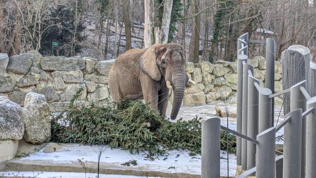 Tiergarten Schönbrunn: Christbaum-Übergabe an Elefanten