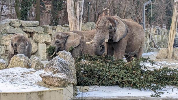 Tiergarten Schönbrunn: Christbaum-Übergabe an Elefanten